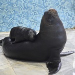 Тюленче се роди във Варненския делфинариум