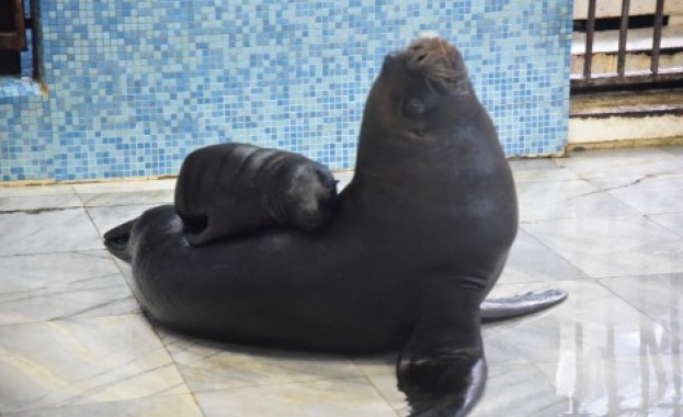 За първи път от години във Варненския делфинариум се роди