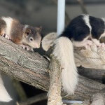 Най-шарените катерички и камилата Кубрат ви очакват в зоопарка в Бургас 