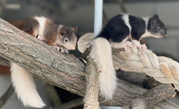 От Зоопарк Бургас с нескрита гордост заявиха че отглеждат най шарените