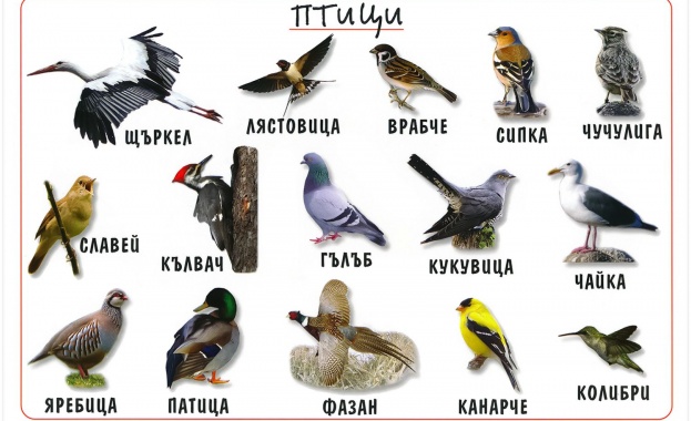Информационни табели разказват за птиците на София