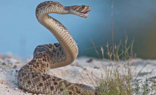 Това обаче не предвещава бейби бум за отровните същества в