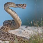 Учени: Гърмящите змии вероятно са единствените, доволни от климатичните промени