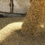 Спад в цените на основните зърнени стоки по световните борсови пазари през седмицата