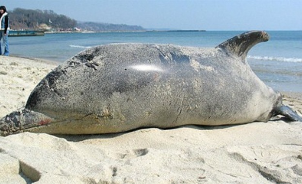  Голям брой мъртви делфини е изхвърлило морето у нас тази година