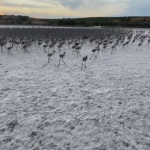 След двугодишно прекъсване отново започна идентифицирането на фламинго в Испания