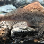 Разселиха първите рибки от защитен вид в река Черни Осъм