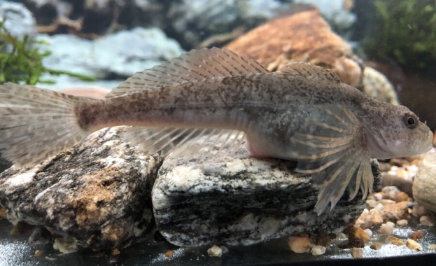 Разселиха първите рибки от защитен вид в река Черни Осъм