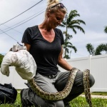 Стотици се включиха в състезание за лов на бирмански питони