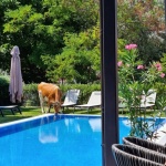 Крава влезе в хотел в Слънчев бряг