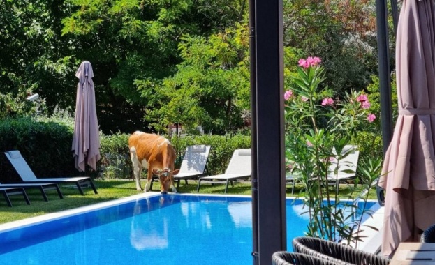 Крава влезе в двора на бутиков хотел в Слънчев бряг
