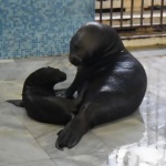 Делфинариум Варна празнува 38 г. от създаването си и кръсти новороденото тюленче по случая 