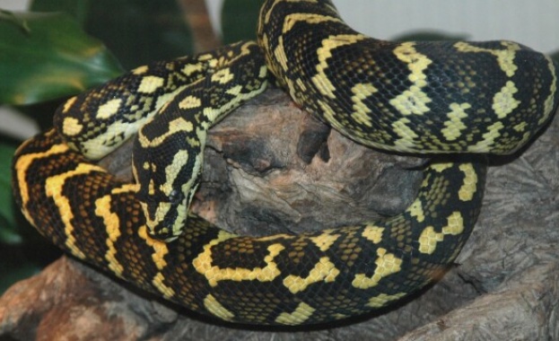 Собственикът на избягалия питон: Тази змия е абсолютно дружелюбна