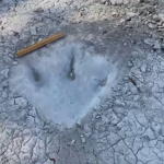 Фосили на древно влечуго, подобно на крокодил, откриха в Бразилия