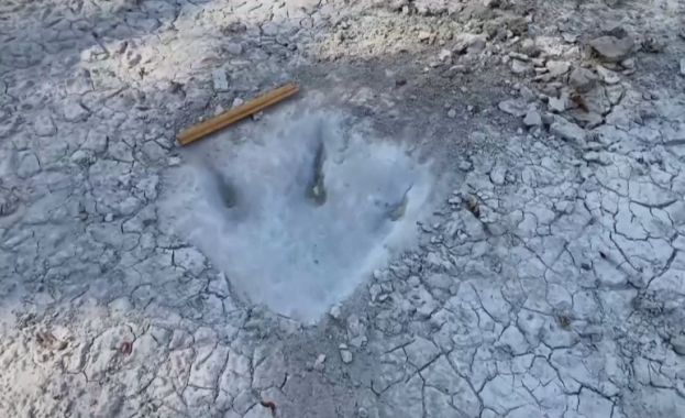 Бразилски учен е идентифицирал вкаменелости на малко крокодилоподобно влечуго живяло