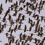 Над 200 000 щъркела отлитат на юг над Бургаския регион