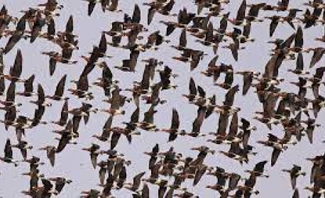 Бягат ли щъркелите от войната