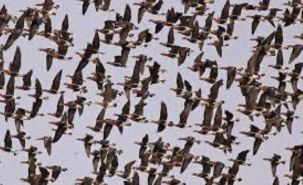 Започна есенната миграция на птиците Това потвърдиха орнитолозите от природозащитния
