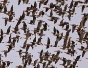 Бягат ли щъркелите от войната