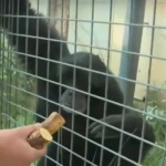 Нов рядък вид човекоподобна маймуна в Софийския зоопарк