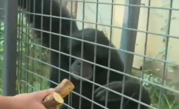 Софийският зоопарк има нов рядък и атрактивен вид човекоподобни маймуни