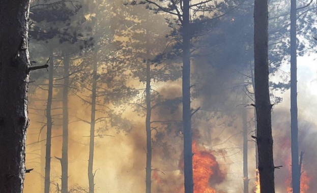 Над 10 хиляди декара гори пострадаха при пожара в Родопите