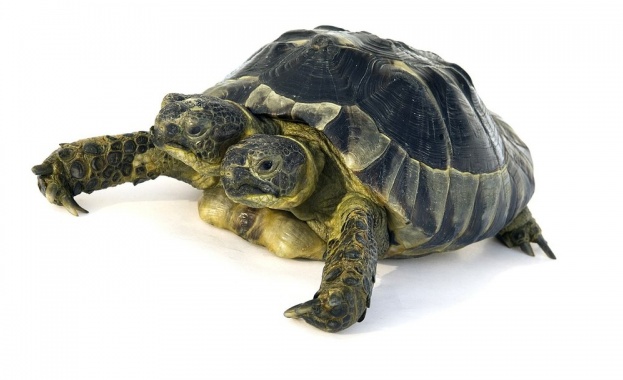 Костенурка с две глави живееща в Швейцария отбеляза 25 ия си