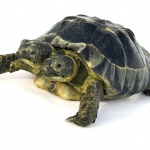 Костенурка с две глави в Швейцария навърши 25 години 