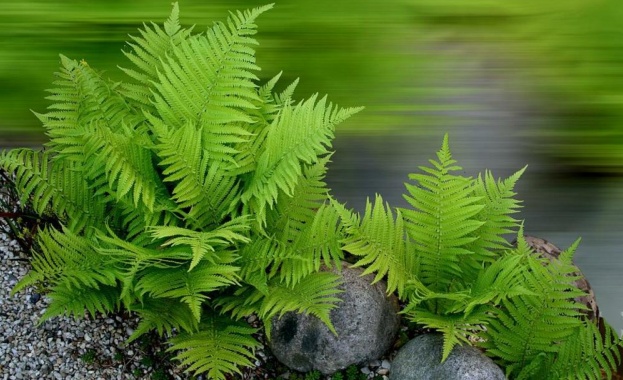 Учени от САЩ са секвенирали генома на папратите който е