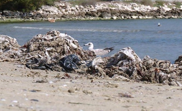 Мокри кърпички изплуваха на плажа във Варна и предизвикаха възмущението