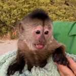 Куриоз в САЩ: Маймунка звънна на 911 и вдигна на крак полицията