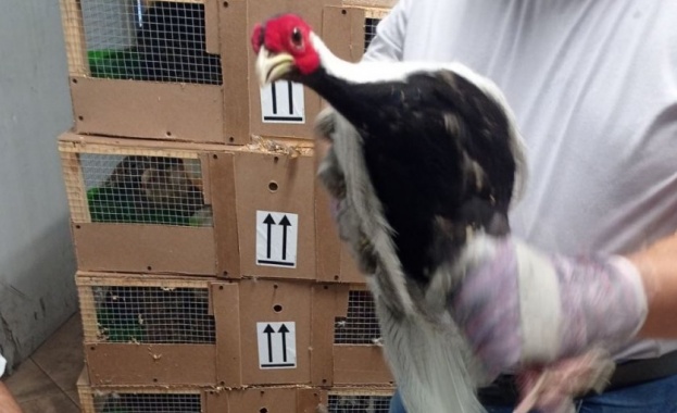 Митнически инспектори от сектор Авиоконтрол спасиха 6 фазана от три