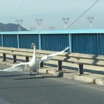 Лебед спря за кратко движението по Аспаруховия мост