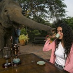 Слонове правят най-скъпото кафе в света