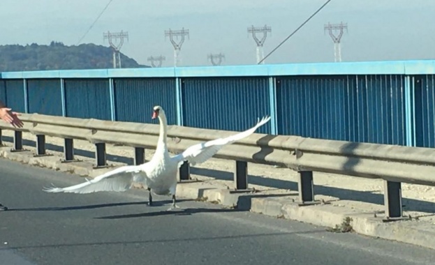 Лебед изненада тази сутрин шофьорите на Аспаруховия мост Птицата предизвика