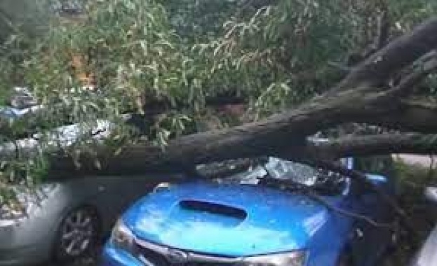 30-метрово дърво смаза няколко автомобила в столичния кв. „Гоце Делчев"