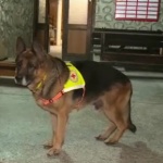 Кучетата от Планинската спасителна служба в Банско са оборудвани със специални GPS устройства