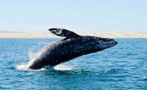 Броят на сивите китове мигриращи по тихоокеанското крайбрежие на Северна
