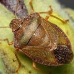 Има ли нашествие от миризливки и опасни ли са те за хората, разяснява ентимологът доц. Николай Симов