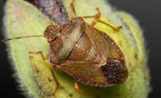 Впечатлението на хората за нашествие от насекомите миризливки се дължи