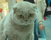 Екземпляри от пет страни са представени на международната изложба на котки във Варна