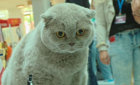 Екземпляри от пет страни са представени на международната изложба на котки във Варна