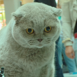 Международна изложба на котки се провежда в Пловдив