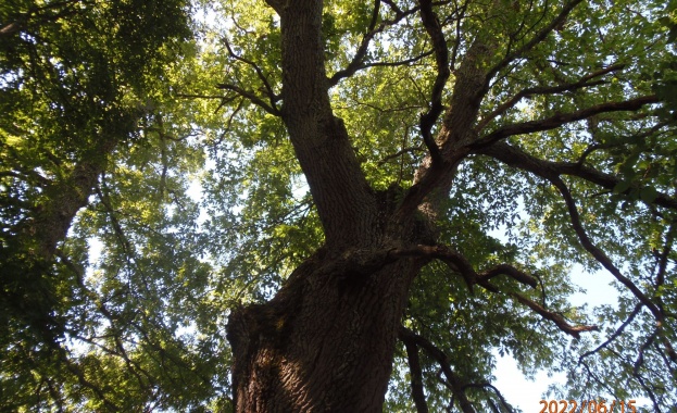 Пет вековни дървета от вида благун, цер и космат дъб са обявени за защитени