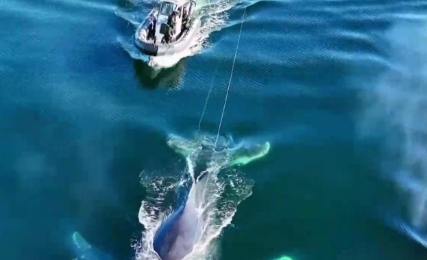 Спасители успяха да освободят заплетен гърбат кит край бреговете на