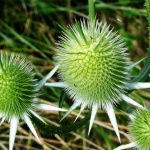 Подходящи билки за понижаване на кръвната захар