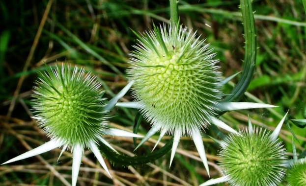 Много хора страдат от повишена кръвна захар което често може