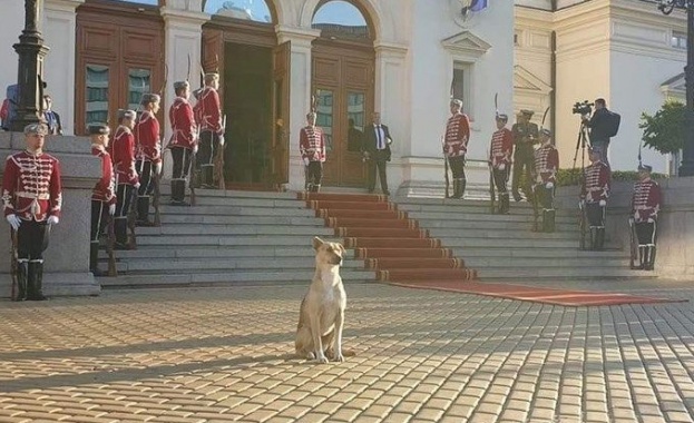 Бездомното куче което посрещна депутатите от 48 ото Народно събрание в