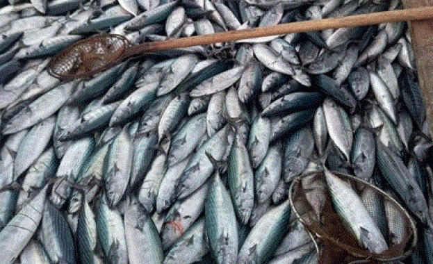 Рибарите в Царево се бунтуват заради ниската цена за изкупуване