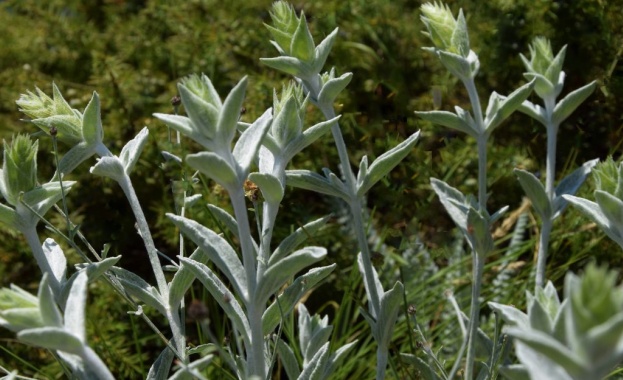 Български учени откриха нов вид растение в Родопите Кръстили са